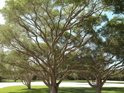 Shellbark Hickory (Carya Laciniosa)