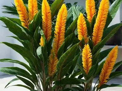 Shellplant (Alpinia Zerumbet)