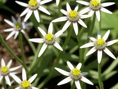 Shepherd’S-Needle (Scandix Pecten-veneris)