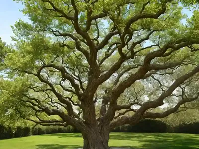 Shingle Oak (Quercus Imbricaria)