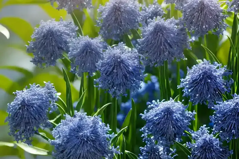 Shining blue star (amsonia illustris) — photo 3