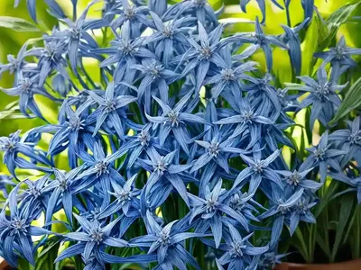 Shining Blue Star (Amsonia Illustris)