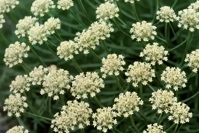 Shiny meadow bedstraw (galium maritimum) — photo 2