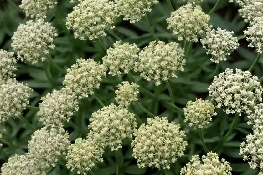 Shiny meadow bedstraw (galium maritimum) — photo 3