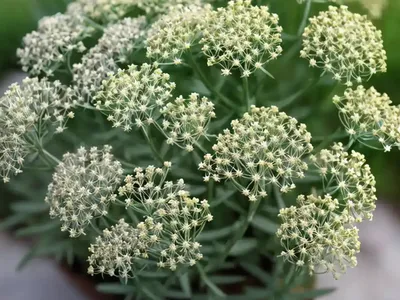 Shiny Meadow Bedstraw (Galium Maritimum)
