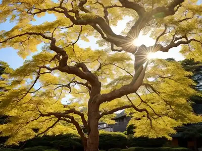 Shirasawa Maple (Acer Shirasawanum)