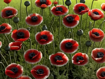 Shirley Poppy (Papaver Rhoeas)