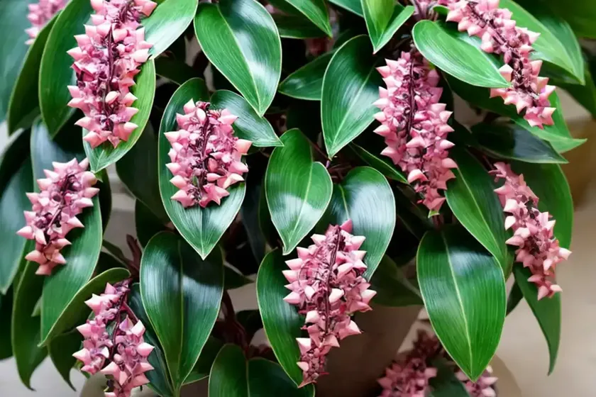Shoebutton (ardisia elliptica) — photo 3