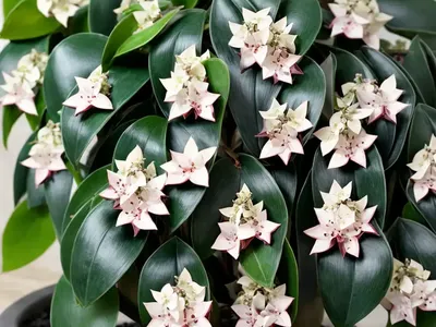 Shoebutton (Ardisia Elliptica)