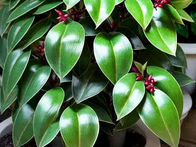 Shoebutton (Ardisia Elliptica)