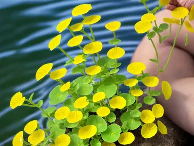 Shore Medic, Water Medic. (Medicago Littoralis)