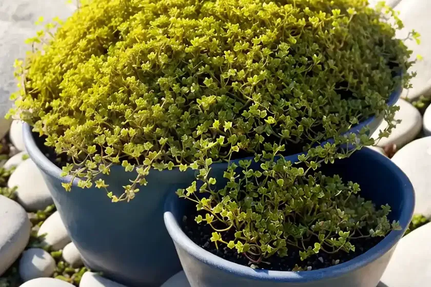 Shoreline purslane (sesuvium portulacastrum) — photo 2