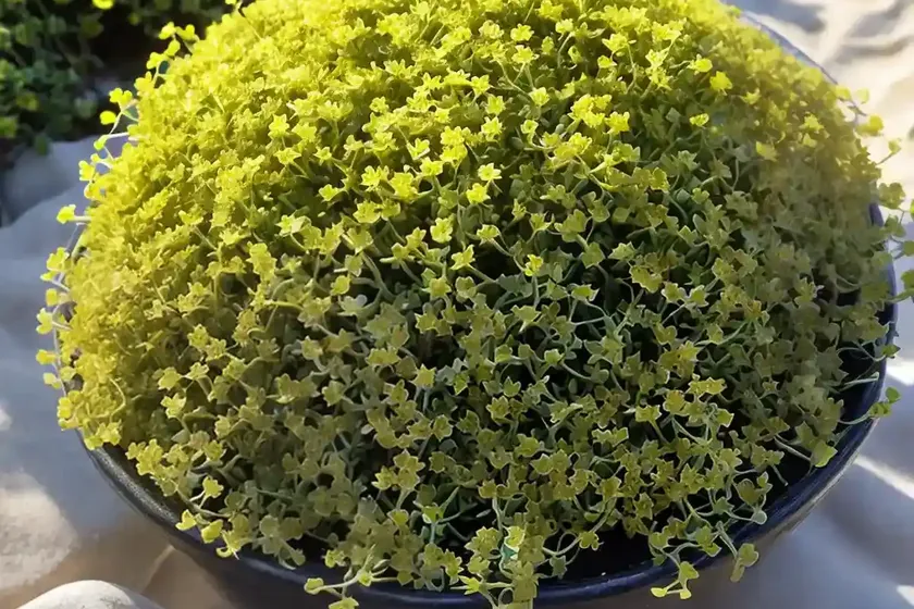 Shoreline purslane (sesuvium portulacastrum) — photo 3