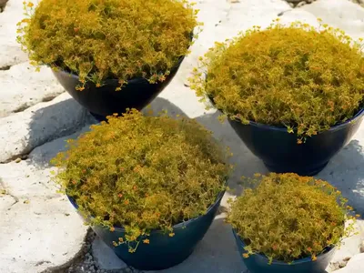 Shoreline Purslane (Sesuvium Portulacastrum)