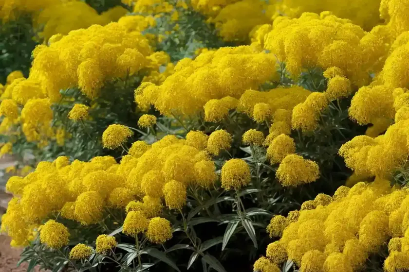 Short’s Goldenrod (Solidago Shortii ‘Solar Cascade’) — photo 2