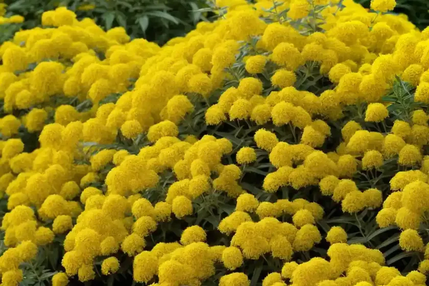 Short’s Goldenrod (Solidago Shortii ‘Solar Cascade’) — photo 3