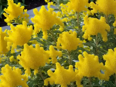 Short’s Goldenrod (Solidago Shortii ‘Solar Cascade’)