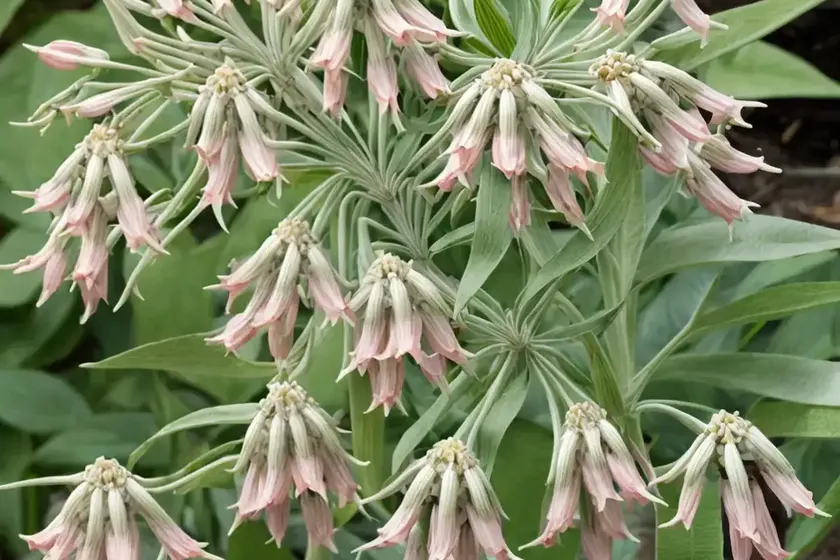 Showy milkweed (asclepias speciosa) — photo 2