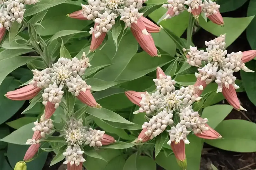 Showy milkweed (asclepias speciosa) — photo 3