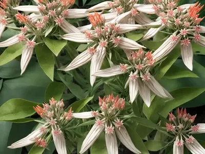Showy Milkweed (Asclepias Speciosa)