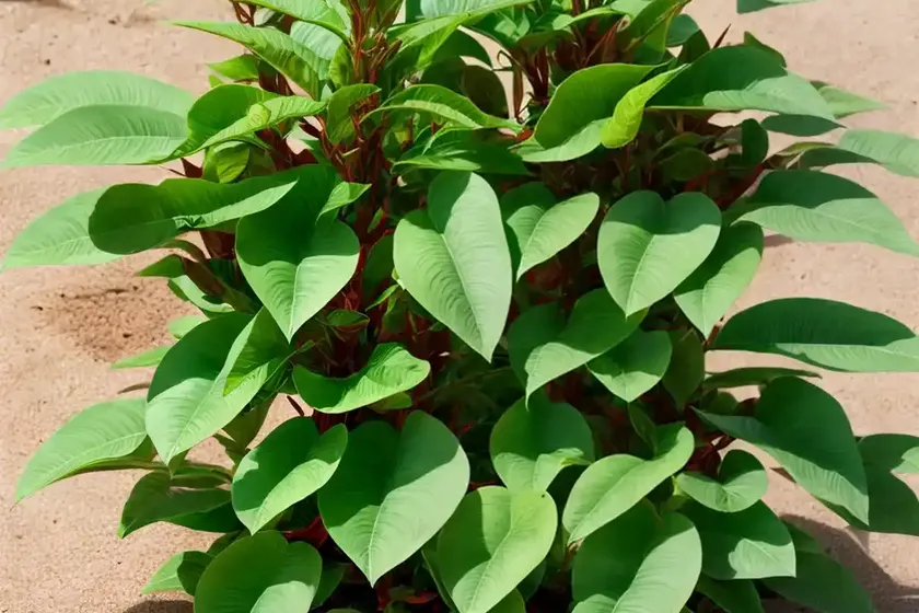 Shrimp Plant (Justicia Brandegeeana) — photo 3