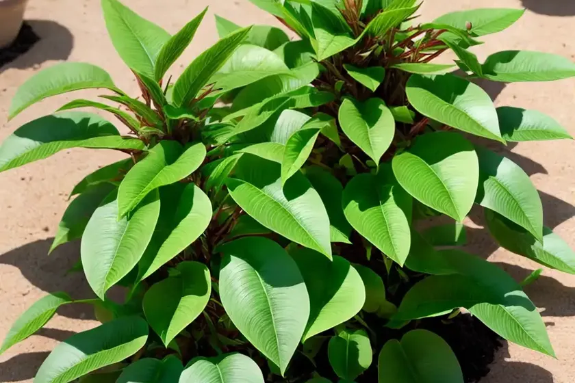 Shrimp plant (justicia brandegeeana) — photo 2