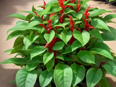 Shrimp Plant (Justicia Brandegeeana)
