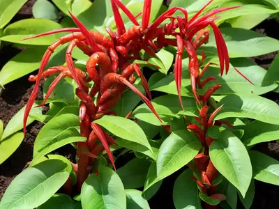 Shrimp Plant (Justicia Brandegeeana)