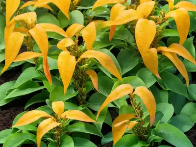 Shrimp Plant (Justicia Brandegeeana ‘Yellow Queen’)