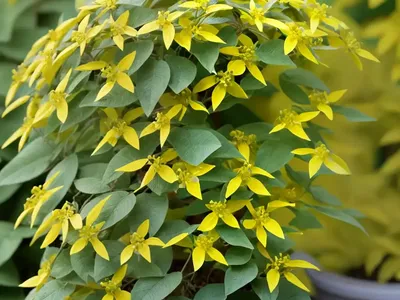 Shrub Lespedeza (Lespedeza Bicolor)
