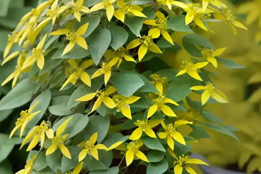 Shrub lespedeza (lespedeza bicolor)