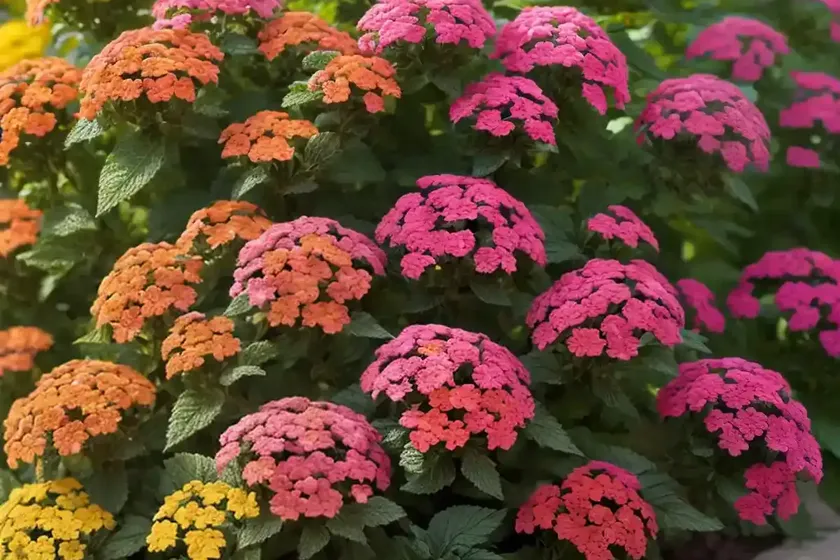 Shrub verbena (lantana trifolia) — photo 2