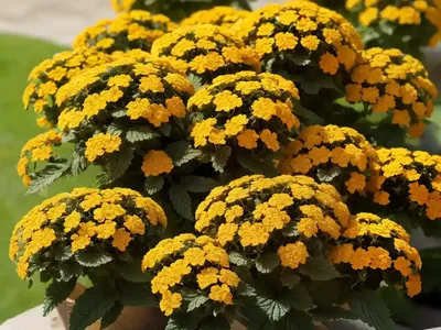 Shrub Verbena (Lantana Trifolia)