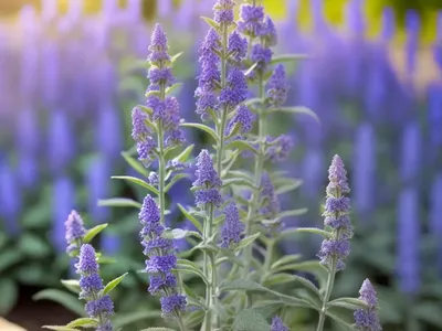 Shrubby Blue Sage (Salvia Ballotiflora)