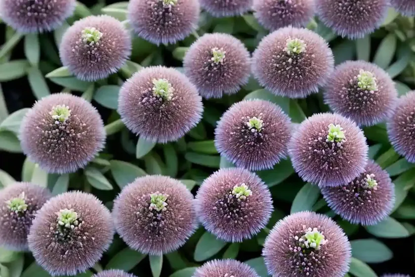 Shrubby ice plant (ruschia pulvinaris) — photo 3