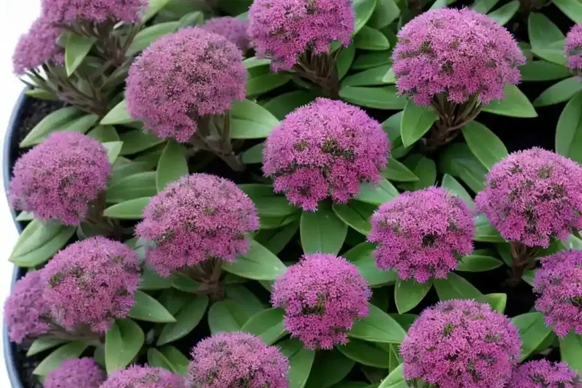 Shrubby ice plant (ruschia pulvinaris)