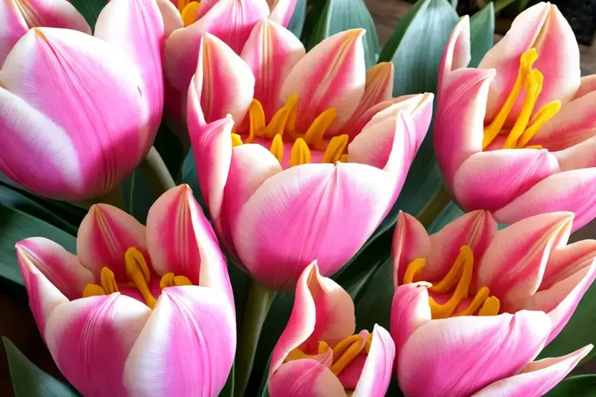 Siam tulip (curcuma alismatifolia ‘chiang mai pink’) — photo 2