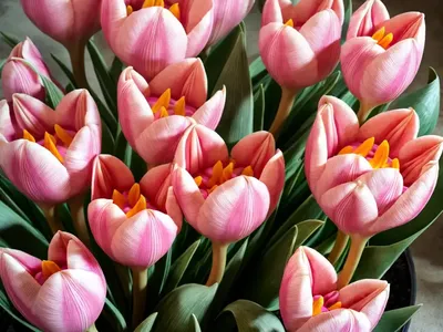 Siam Tulip (Curcuma Alismatifolia ‘Chiang Mai Pink’)