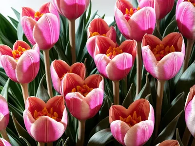 Siam Tulip (Curcuma Alismatifolia ‘Pink’)