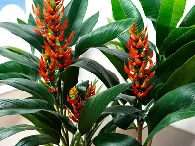 Siamese Ginger (Alpinia Galanga)