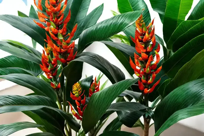 Siamese Ginger (Alpinia Galanga)