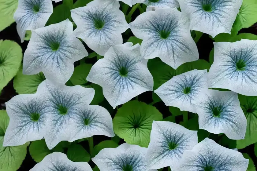 Siberian bugloss (brunnera macrophylla) — photo 3