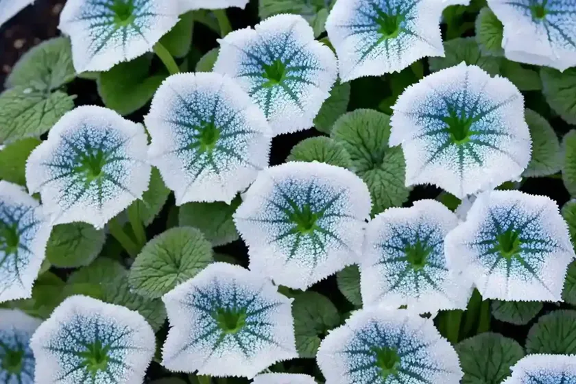Siberian Bugloss (Brunnera Macrophylla ‘Jack Frost’) — photo 2