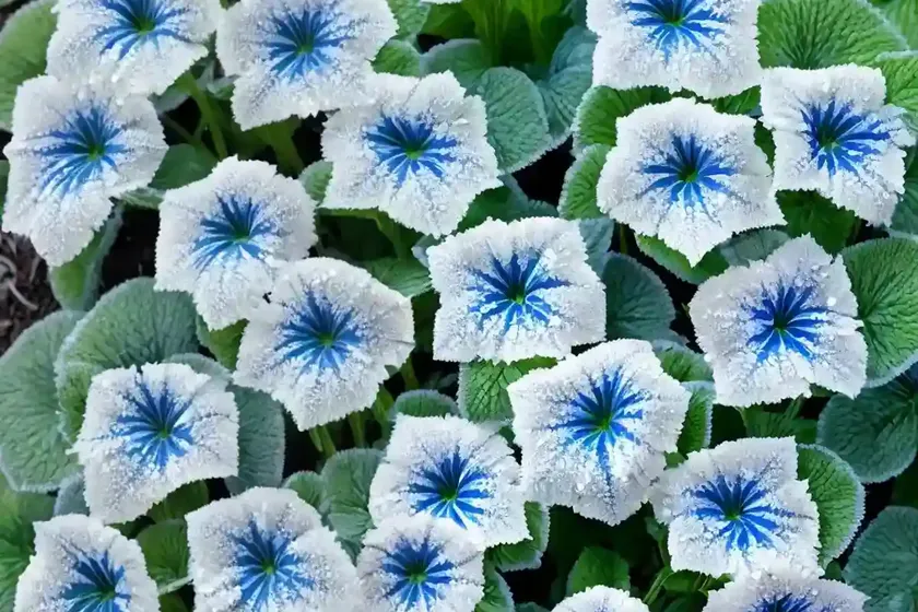 Siberian Bugloss (Brunnera Macrophylla ‘Jack Frost’) — photo 3