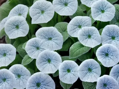 Siberian Bugloss (Brunnera Macrophylla ‘Jack Frost’)