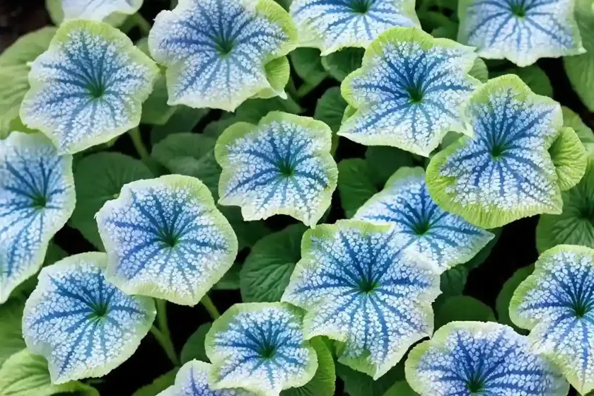 Siberian bugloss (brunnera macrophylla ‘king’s ransom’) — photo 3