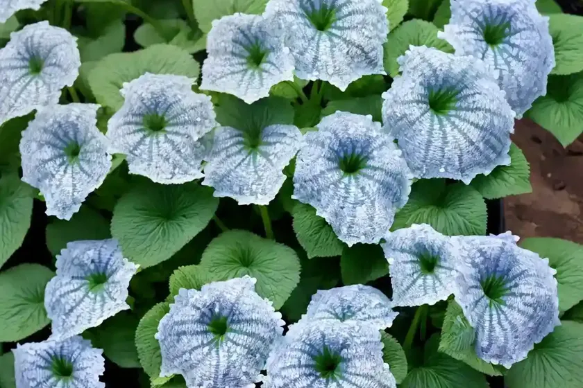 Siberian Bugloss (Brunnera Macrophylla ‘Looking Glass’) — photo 2
