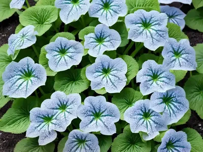 Siberian Bugloss (Brunnera Macrophylla ‘Mr. Morse’)