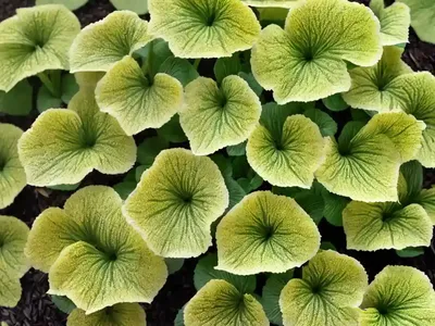 Siberian Bugloss (Brunnera Macrophylla ‘Spring Yellow’)