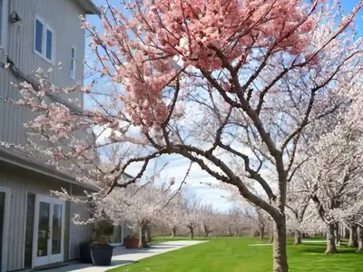 Siberian Crabapple (Malus Mandshurica)